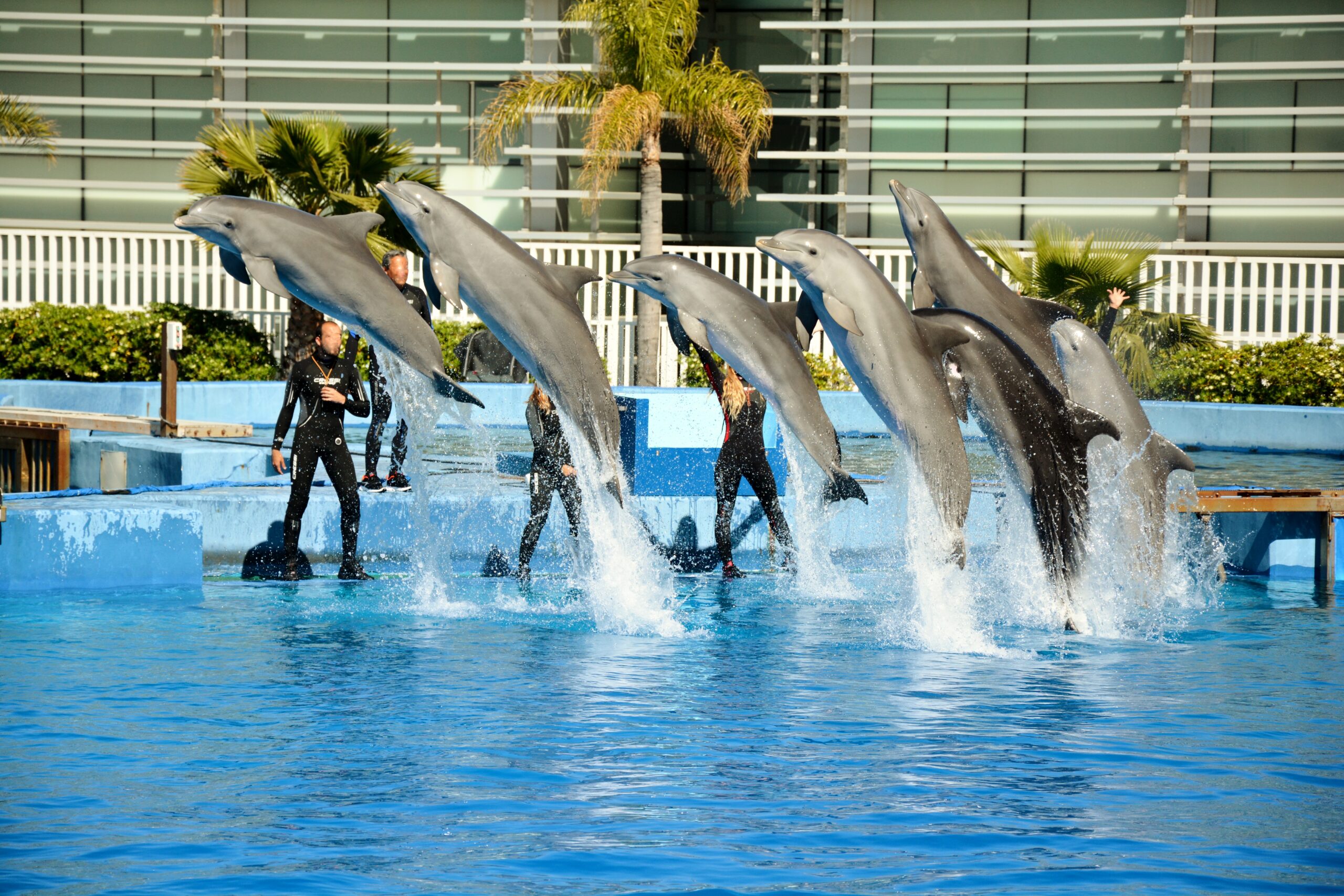 SeaWorld Orlando Theme Park Guide | Shows, Rides & Tickets